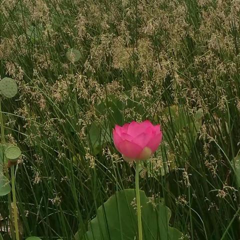 斜拉桥边的荷花美醉了