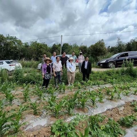 农业农村局领导及田丰公司领导到路则村委会检查玉米制种工作