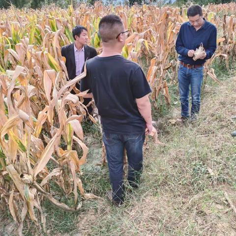竹山镇党委委员，武装部洪部长到路则村委会实地查看玉米制种种子