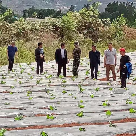 竹山镇镇政府及烟站人员到路则村委会烤烟清塘点株