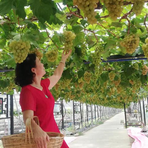 夏日醉游吕田香蜜山葡萄园。