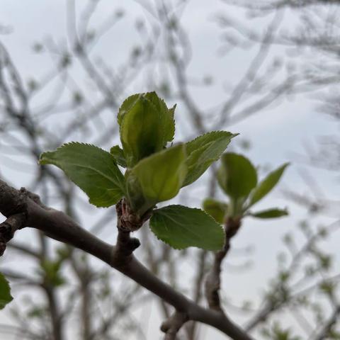 人间四月芳菲尽，山寺桃花始盛开——长龙中学线上教学掠影