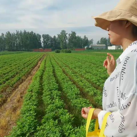 《驻马店艳丰农资—板桥，沙河店》鑫宇六维肥田间回访记录