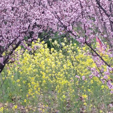 家乡美：天乐湖旁的梅林