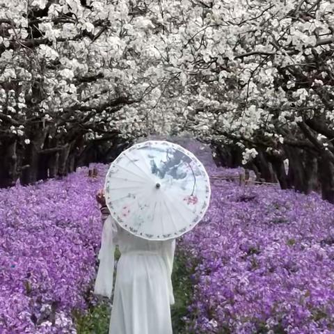 宿迁印象：醉美梨兰盛开时