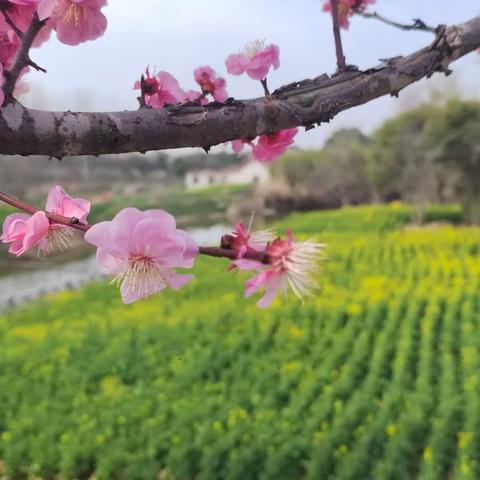 家乡美：梅花盛开的子胥路