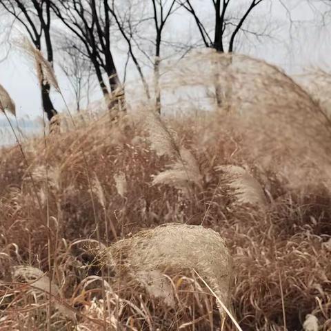 家乡美：扬子江公园