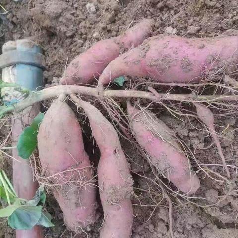 他山之石：红薯的故事