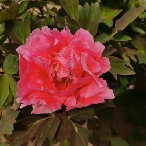 鄂尔多斯🌺牡丹园+青铜器博物馆🌺一日游👏👏👏抢位中…