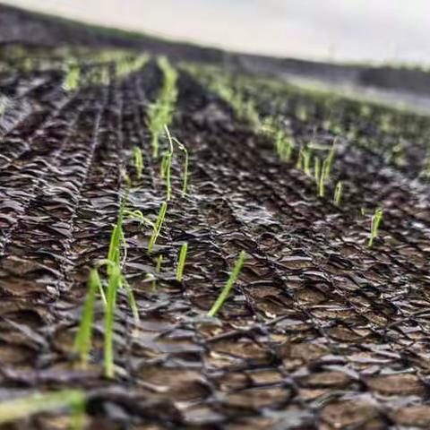 雨后应该如何管理大葱