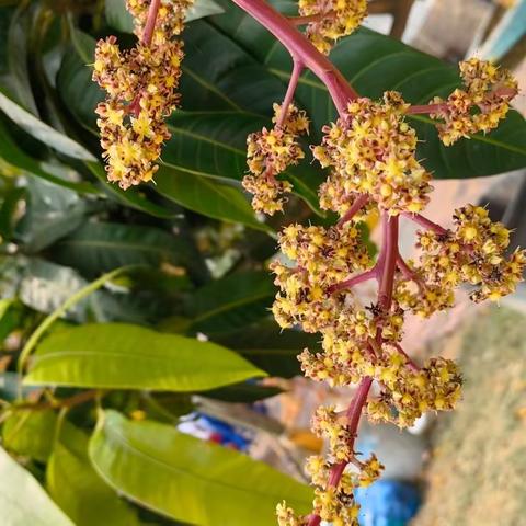 拥抱春色满园，享受快乐时光————港城中学2022级初一1班助农拓展活动