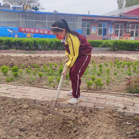 辛心相印家乡美小辛庄学区系列活动（九十一）劳动之美（一）花香四溢满校园，种植实践助成长——小章小学种植活动