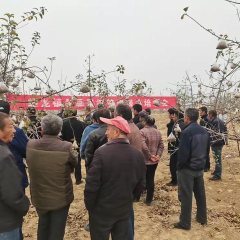 蟠龙镇召开冬季果树管理现场培训会