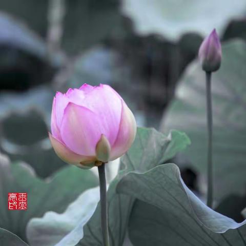 荷花和睡莲