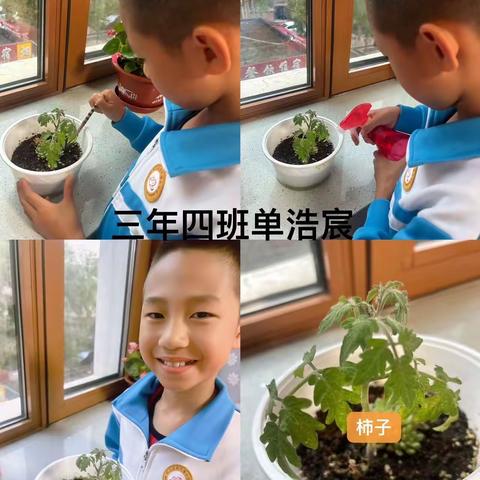 风华小学三年四班小种植成果展示