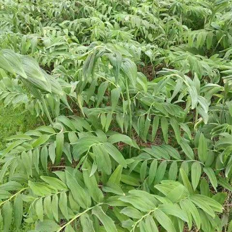 阳森专业生态农业合作社简介