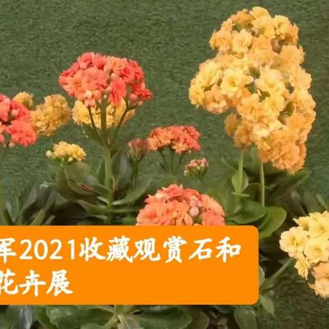 《刘维军先生2021年收藏的部分观赏石和盆景花卉展》