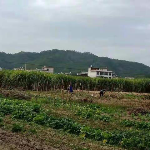 红糖的那些事儿