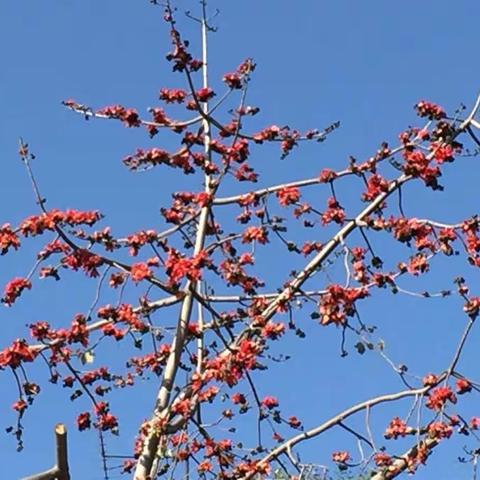 2018年春节二哥二嫂攀西行（副本）