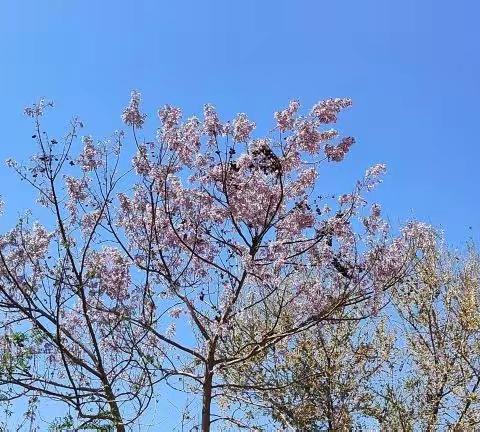 “疫散花开，复学归来！”——挺进小学复学工作安排及疫情防控知识培训会议