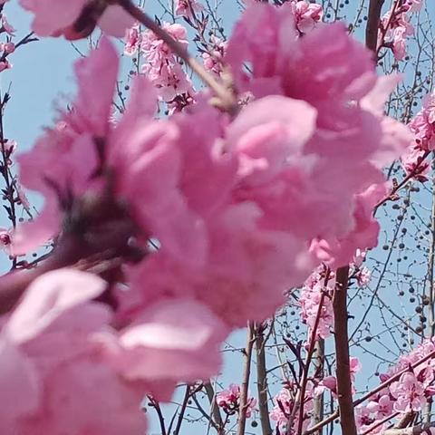 一年一度报春来