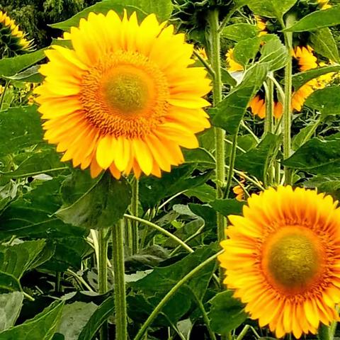 北京奥森公园 一撇