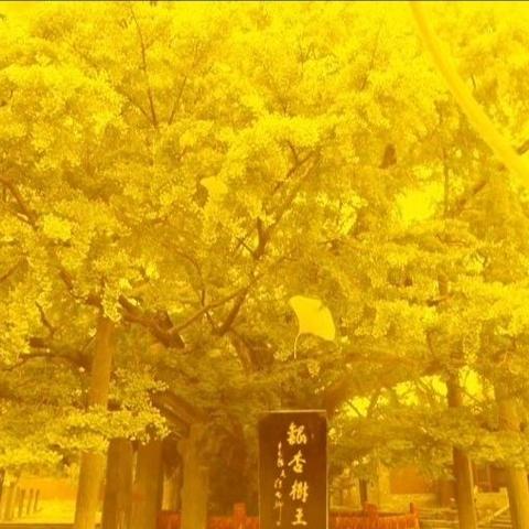 晨曦敲窗，秋风送凉。透过阳光，满眼金黄。仰望碧空，湛蓝空旷。祥云朵朵，天际飘荡。春华秋实，处处飘香。