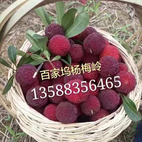 采摘杨梅啦
