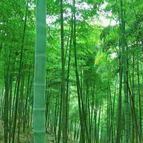 基础薄弱的学校如何破局？——记新篁学校养成教育现场汇报会