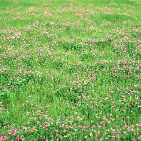 “停课不停学，延期不延学”――二年级三班语文假期学习实录