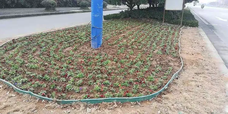 园林绿化树木价格表大全