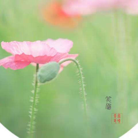 笑靥