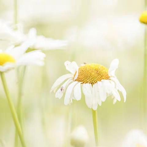 路边雏菊淡梳妆