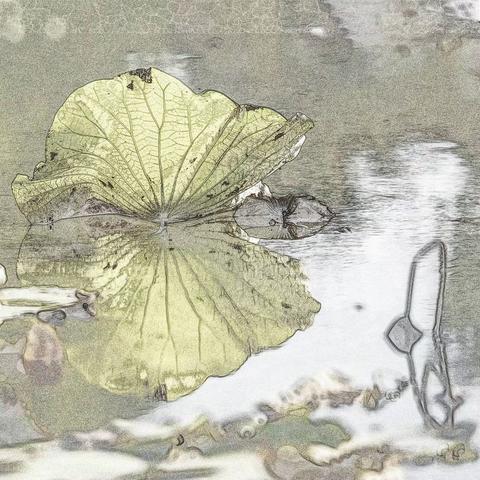 一池残荷满池秋