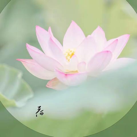 夏荷