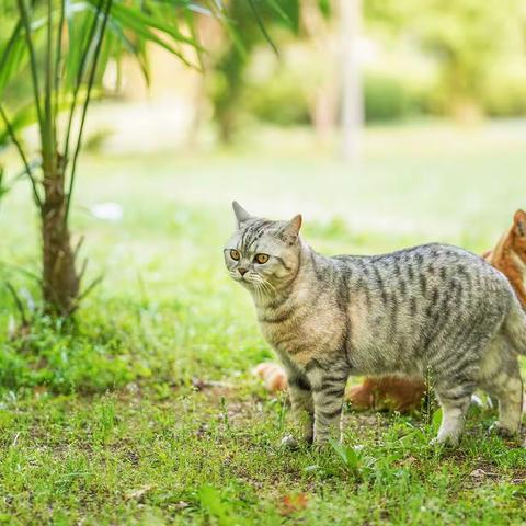 咪咪&汤姆