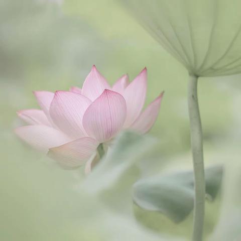 芙蕖