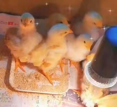 小鸡崽诞生记