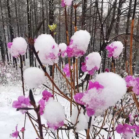 惟有杜鹃映雪红