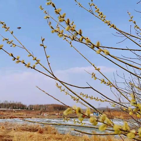 蝶恋花      谷雨（新韵）