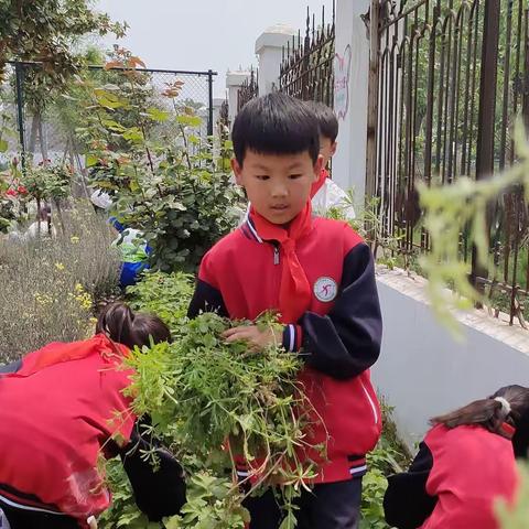 拂晓中心小学学生“除草大比拼”