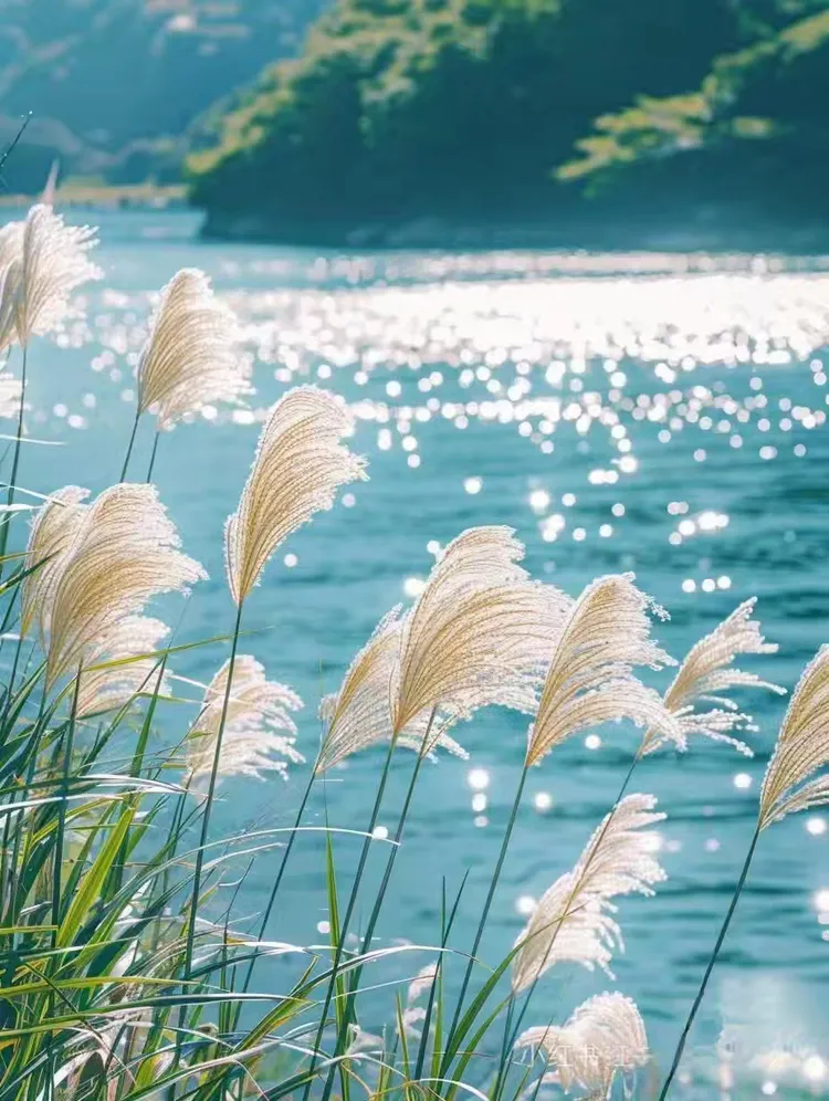 芦苇晚风鸣:摄影