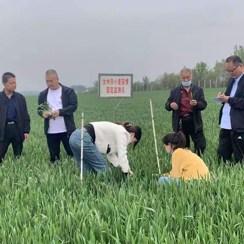 汝州市农技人员跟进服务麦田管理
