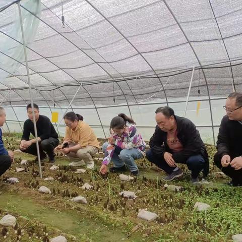 市农业农村局农技中心对我市食用菌种质资源进行摸底普查