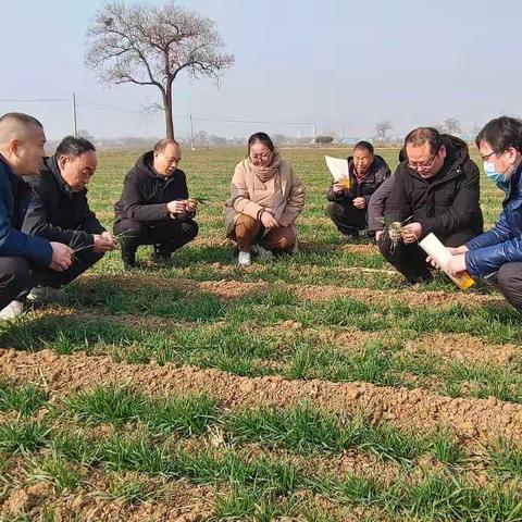 促苗转壮送春管技术，汝州农技人员在行动
