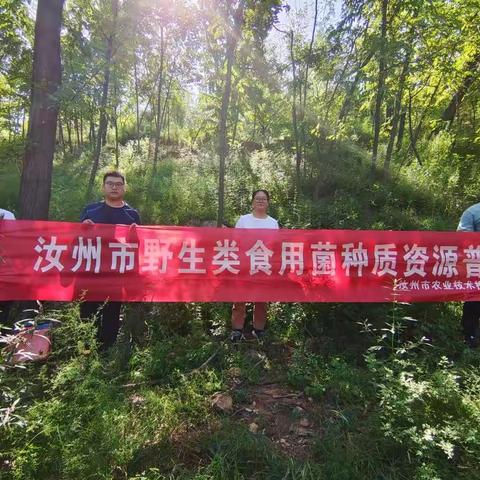 汝州市积极推进野生食用菌种质资源普查工作
