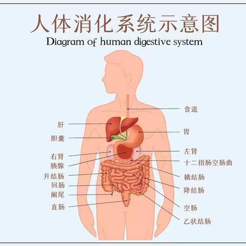 科学综合实践活动—食物的旅行