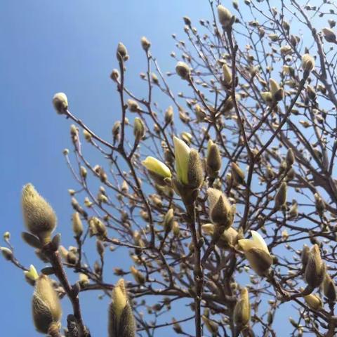 契而不舍，金石可镂——万基希望小学线上教学第九周