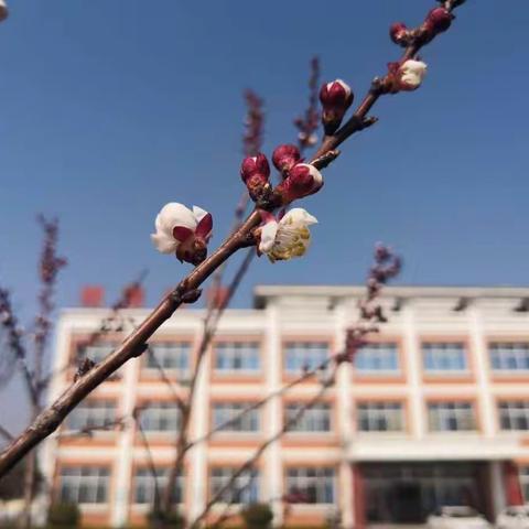 书山有路勤为径——万基小学线上教学第七周