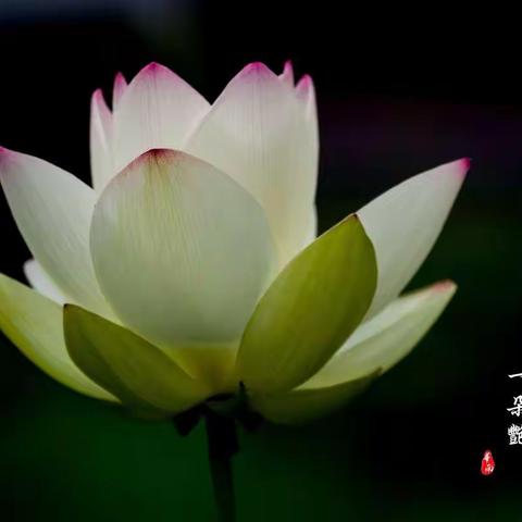 偷得半日闲工夫  只为池中一朵艳